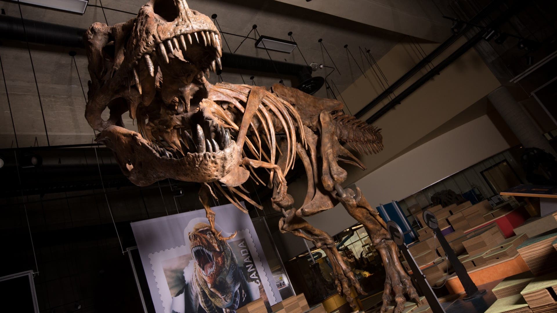 Dinosaurier: Größter T. rex aller Zeiten gefunden - Spektrum der