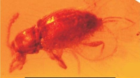 Coleoptera: Cucujoidea: Sphindidae