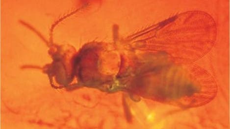 Diptera: Ceropoganidae