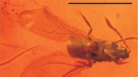 Hemiptera: Aleyrodidae