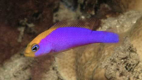 Spektakulärer Neufund: ein Zwergbarsch der Gattung Pseudochromis 