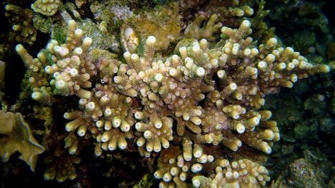 Vielfältiges Korallenleben
