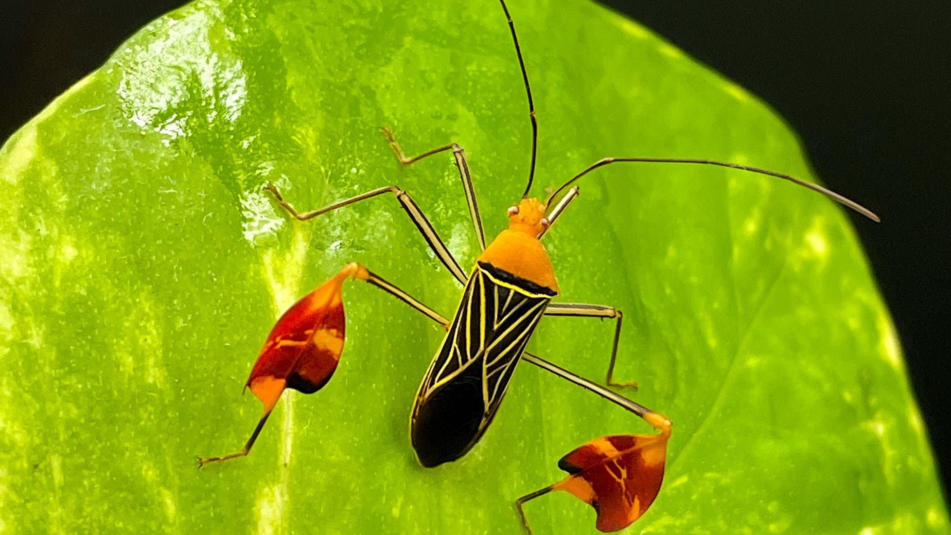 Nahaufnahme einer orange-roten »Matador-Wanze« Anisoscelis alipes, die auf einem grünen Blatt sitzt. 