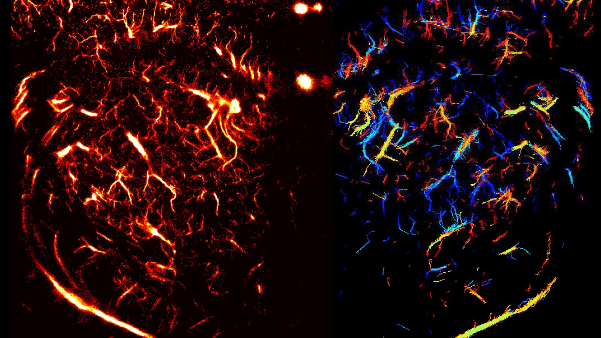 Ultraschallbild eines Rattenhirns 