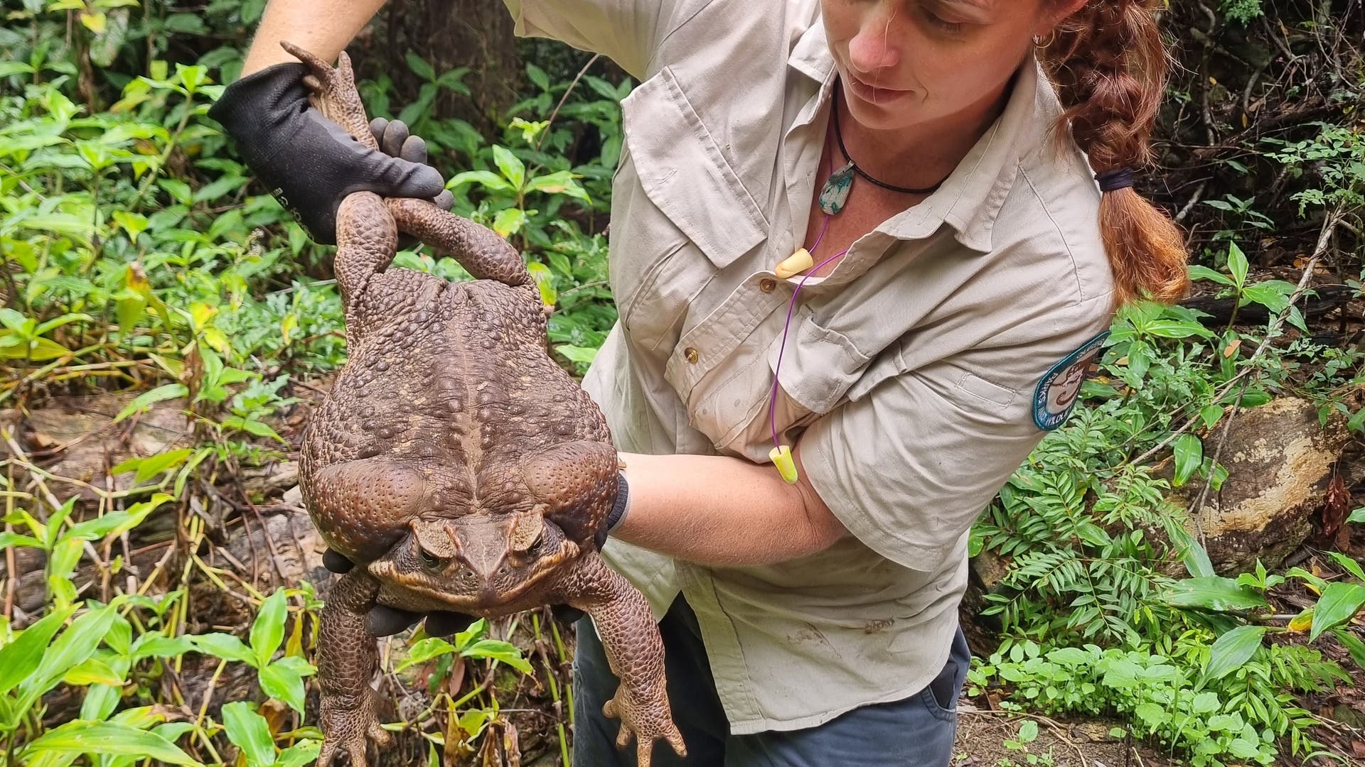 Agakröten Toadzilla wurde eingefangen Spektrum der Wissenschaft