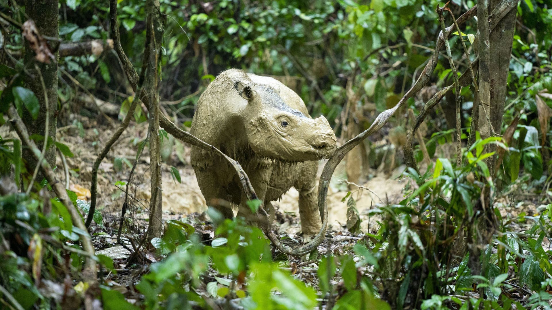 Artensterben-Das-letzte-wilde-Nashorn-von-Borneo-soll-gefangen-werden