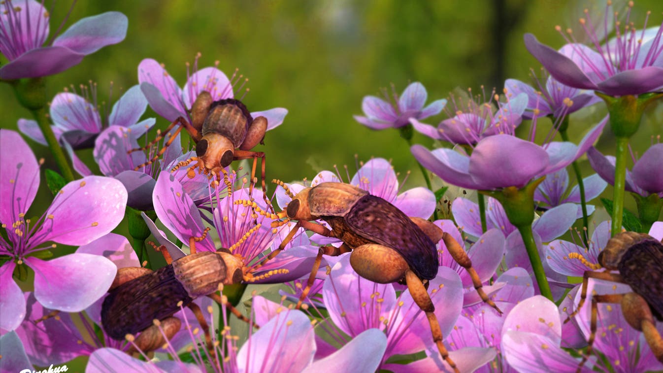 Koevolution von Blüten und Insekten Bernsteinkäfer ist weltältester