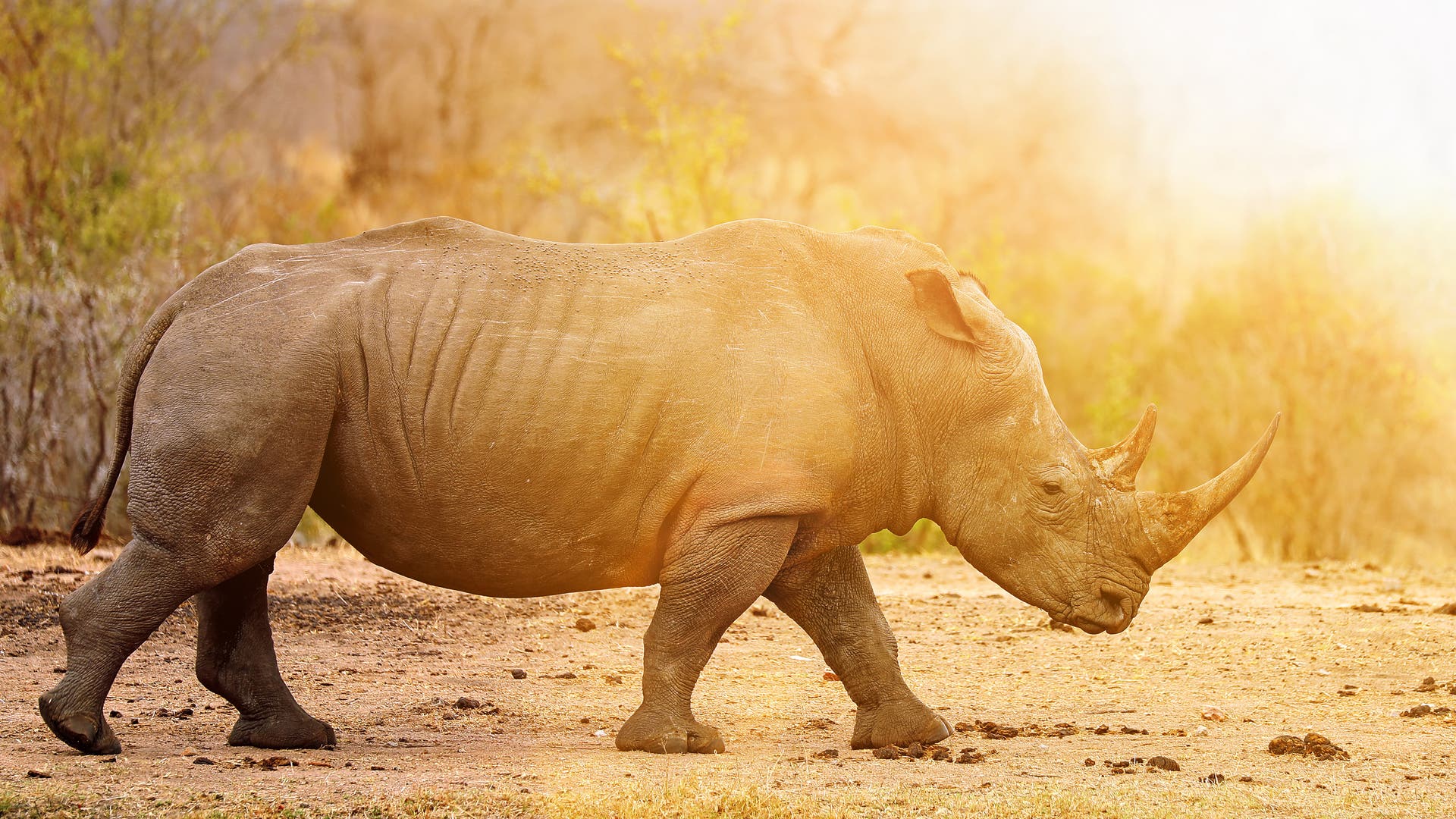 Erstmals seit 2012 gibt es wieder mehr Breitmaulnashörner in Afrika