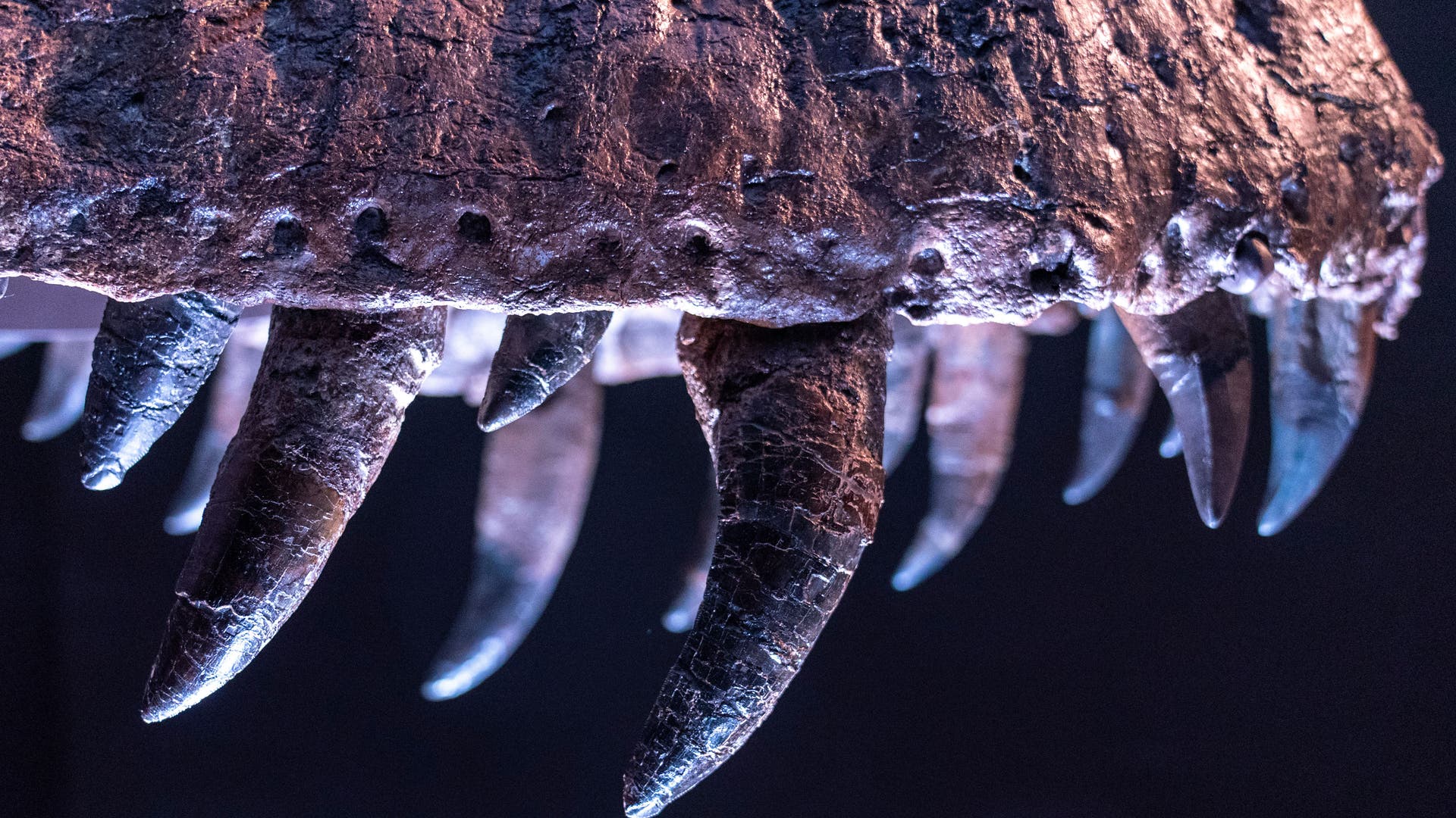 Wie groß waren junge Tyrannosaurier? Spektrum der Wissenschaft