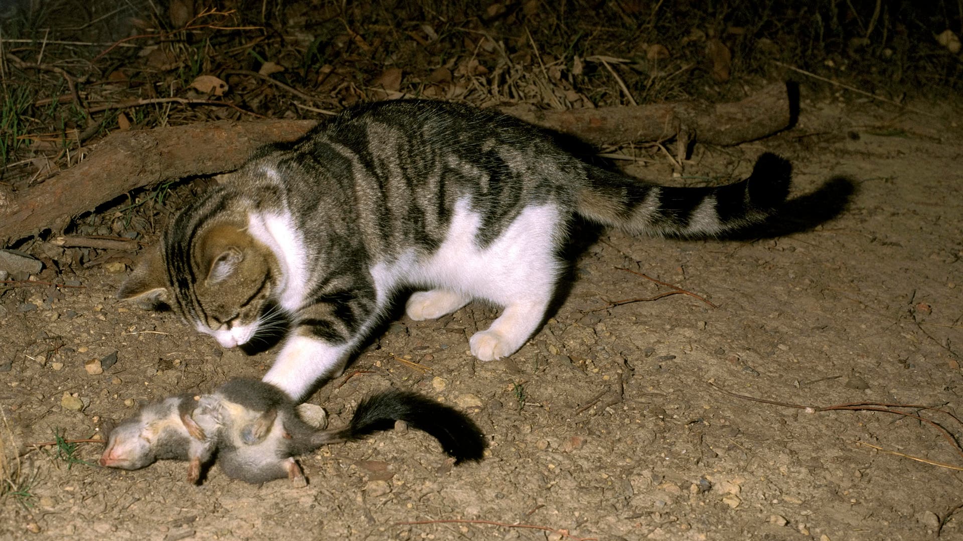 Australien-Katzenfreie-Zone-bringt-Wildtiere-zur-ck