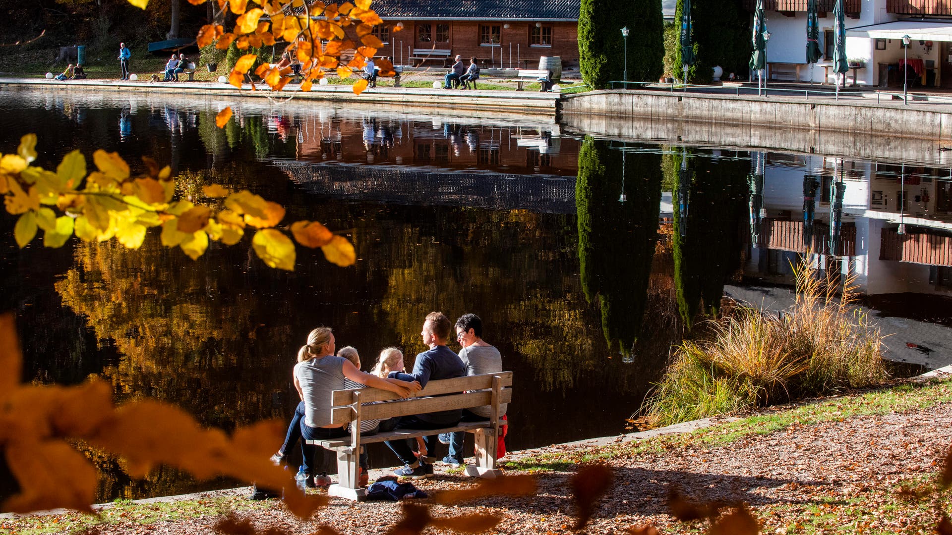 Wie viele Seerosen muss man in den Teich setzen? Spektrum der