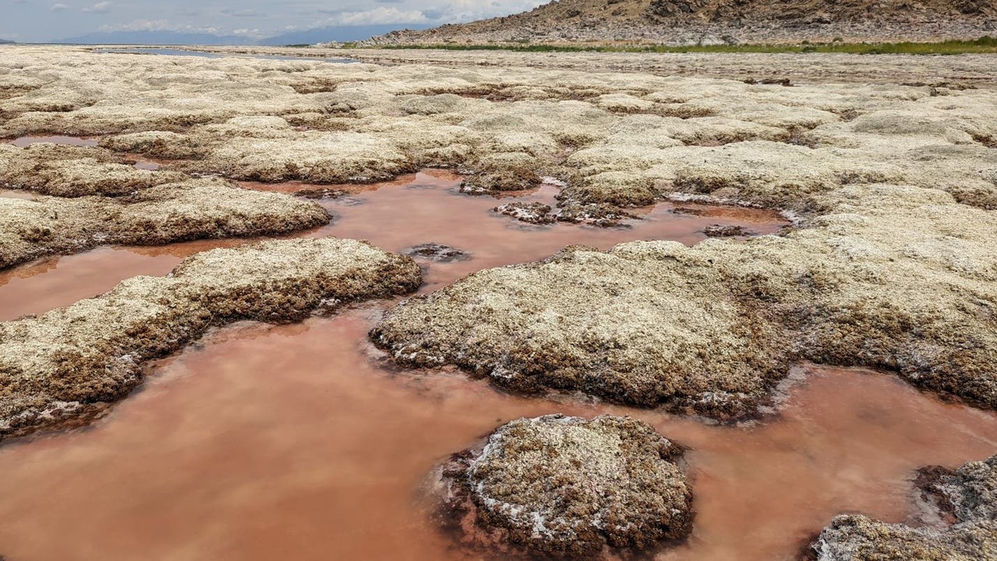 Ausgetrockneter Great Salt Lake zeigt Riffe aus Mikrobialiten 