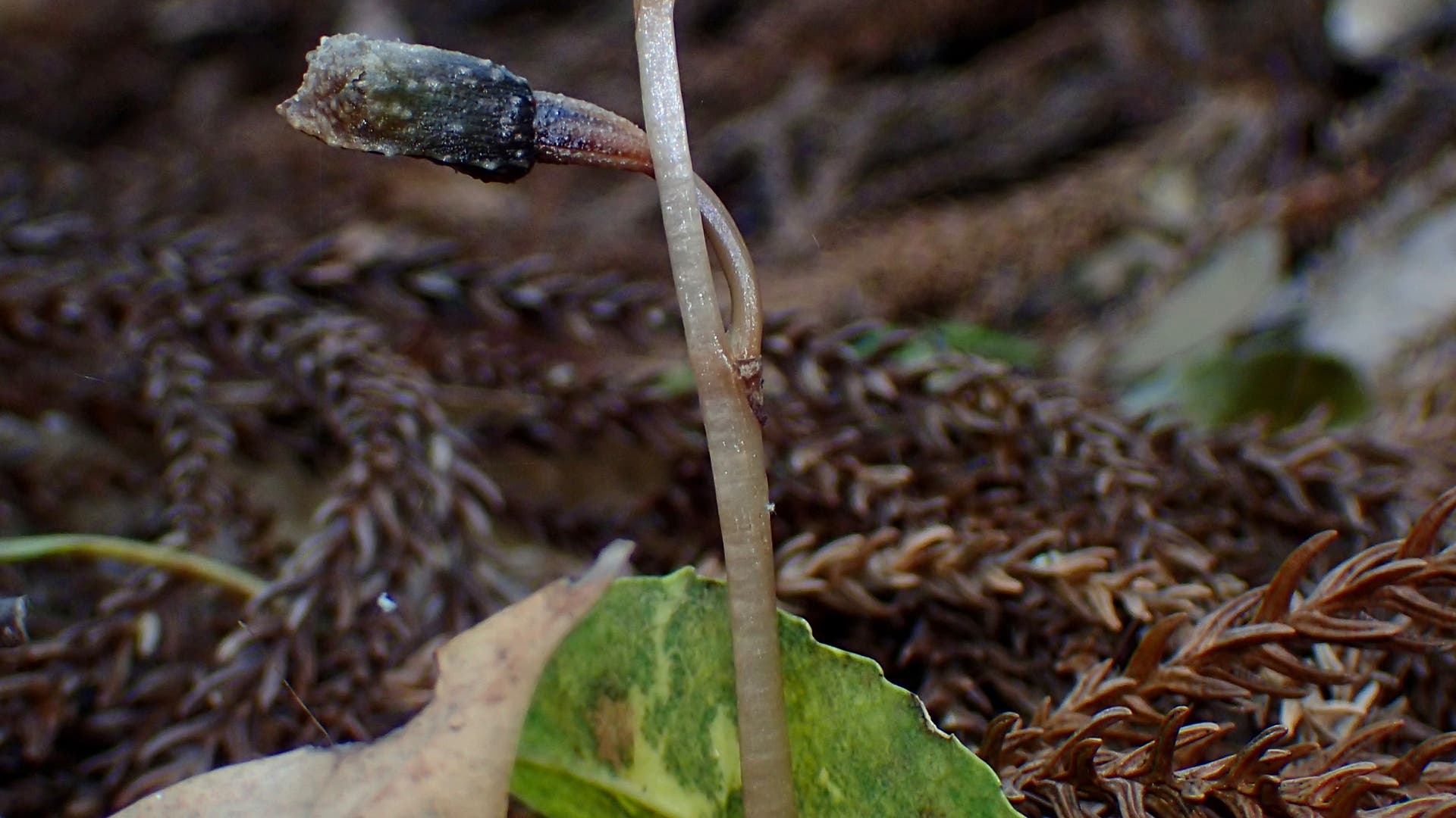 Eine kleine Pflanze mit einem dünnen, hellen Stängel und zwei dunklen, länglichen Knospen an der Spitze wächst aus dem Waldboden. Umgeben von braunen, verwelkten Blättern und einem grünen Blatt im Hintergrund. Die Umgebung ist unscharf, was auf einen Wald oder einen natürlichen Lebensraum hindeutet.