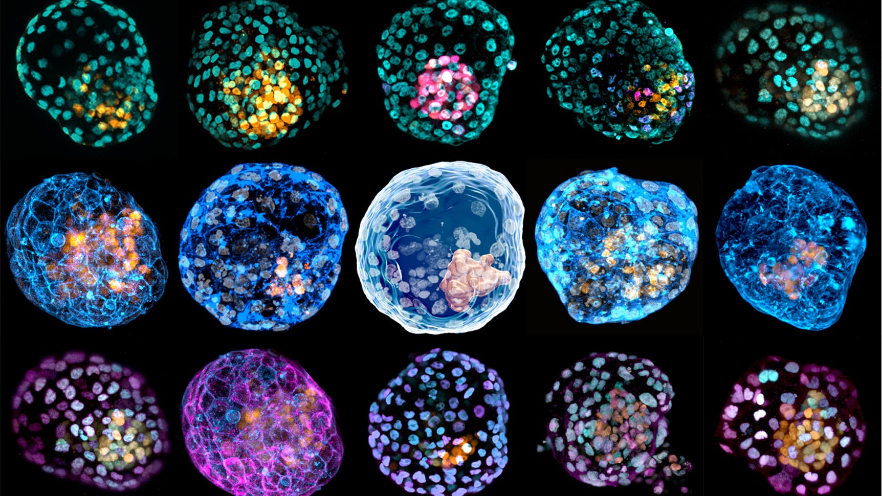 Biotechnologie-Modelle-menschlicher-Embryonen-werden-immer-realistischer