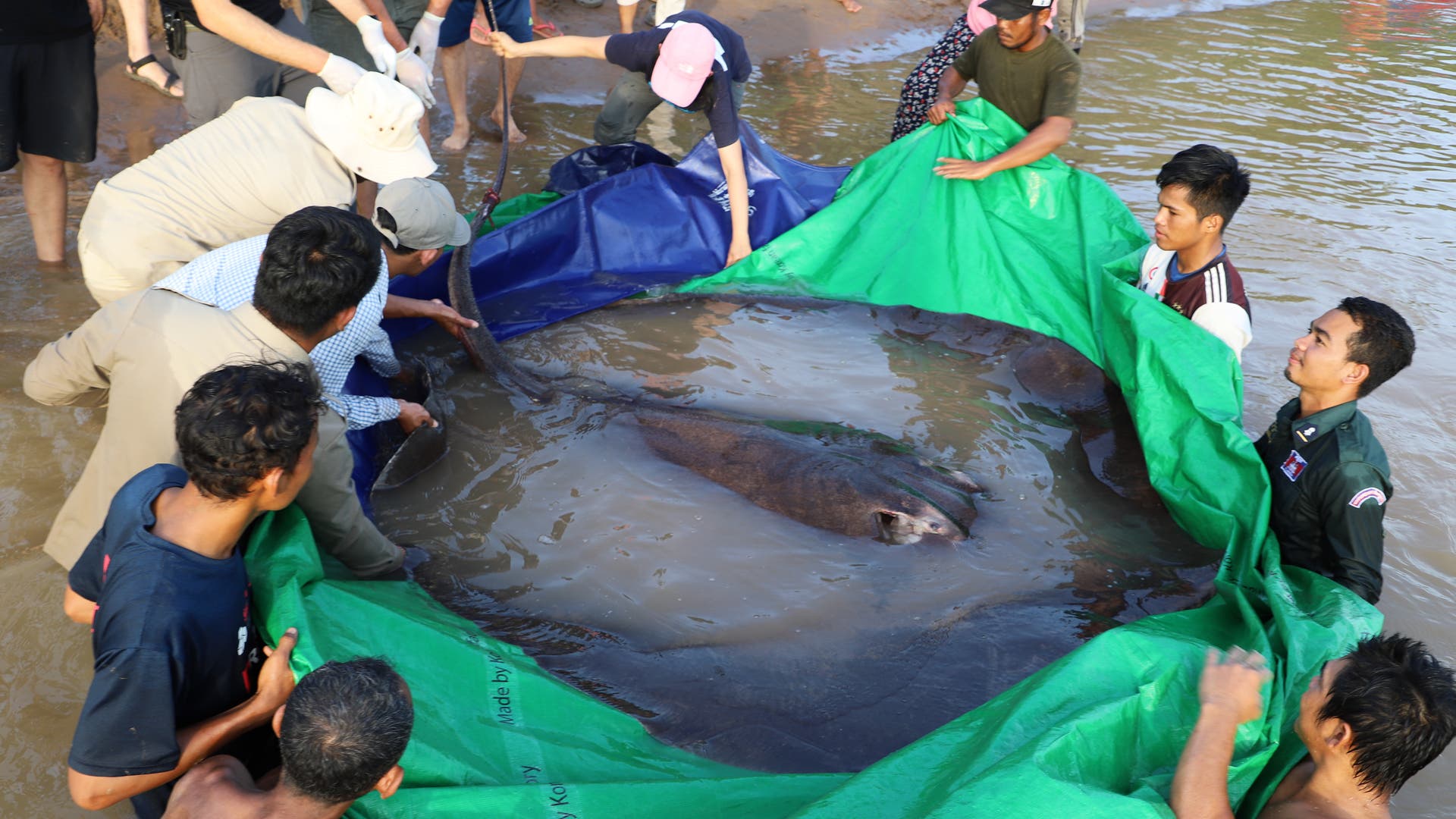 Beam record van de Mekong rivier: de grootste zoetwatervis ter wereld