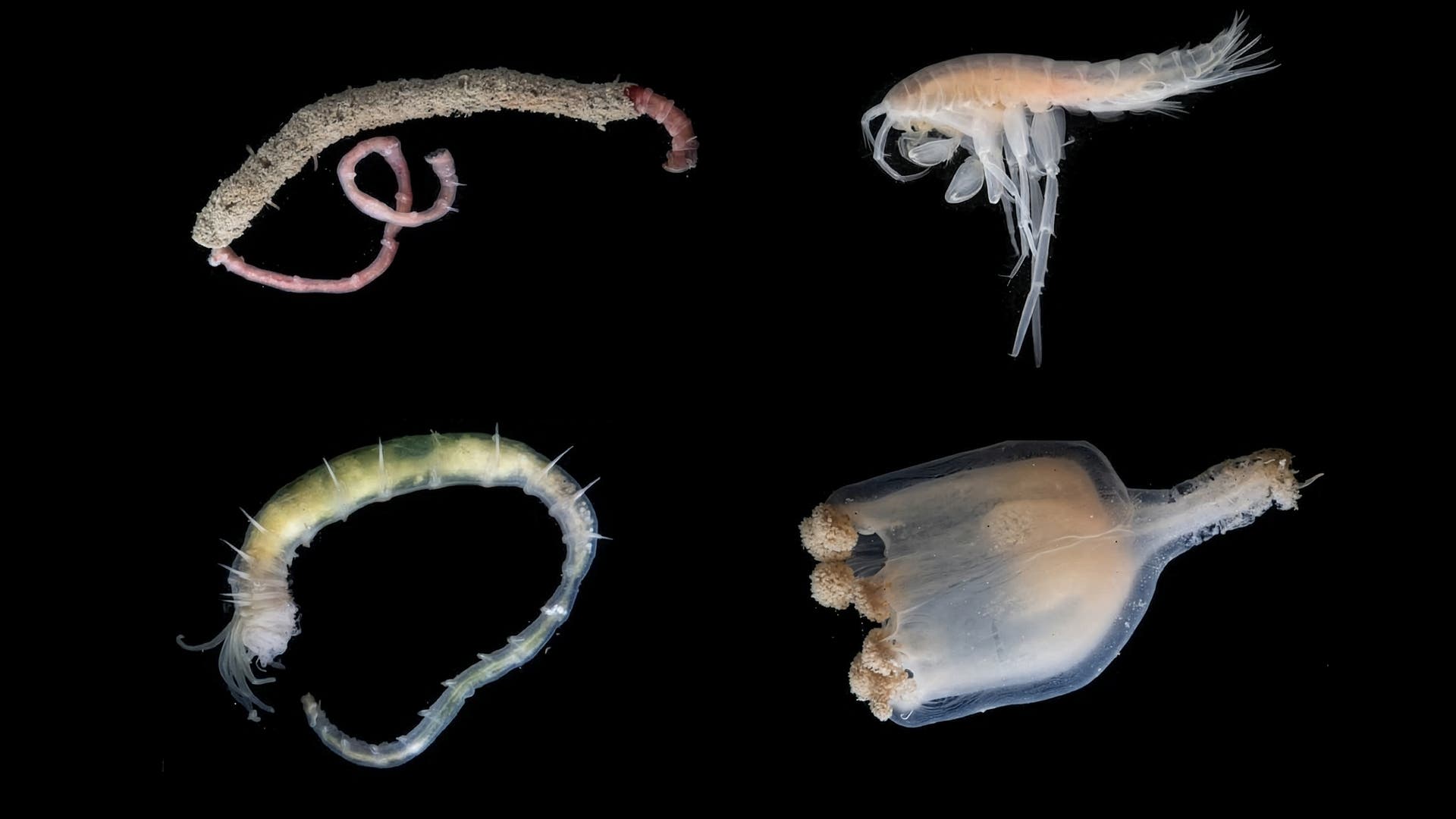 Tiefsee-Tiefstes-Eisriff-ist-Heimat-f-r-zahlreiche-Tiere