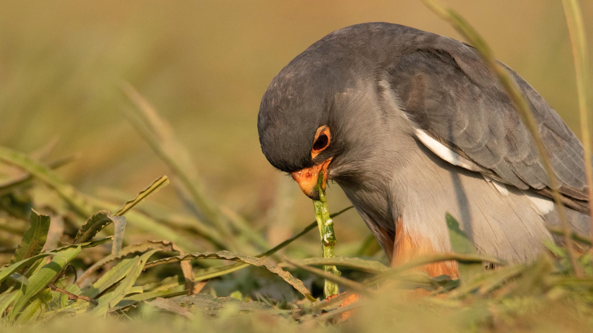 Vogelzug-Amurfalken-betreiben-Binge-Eating