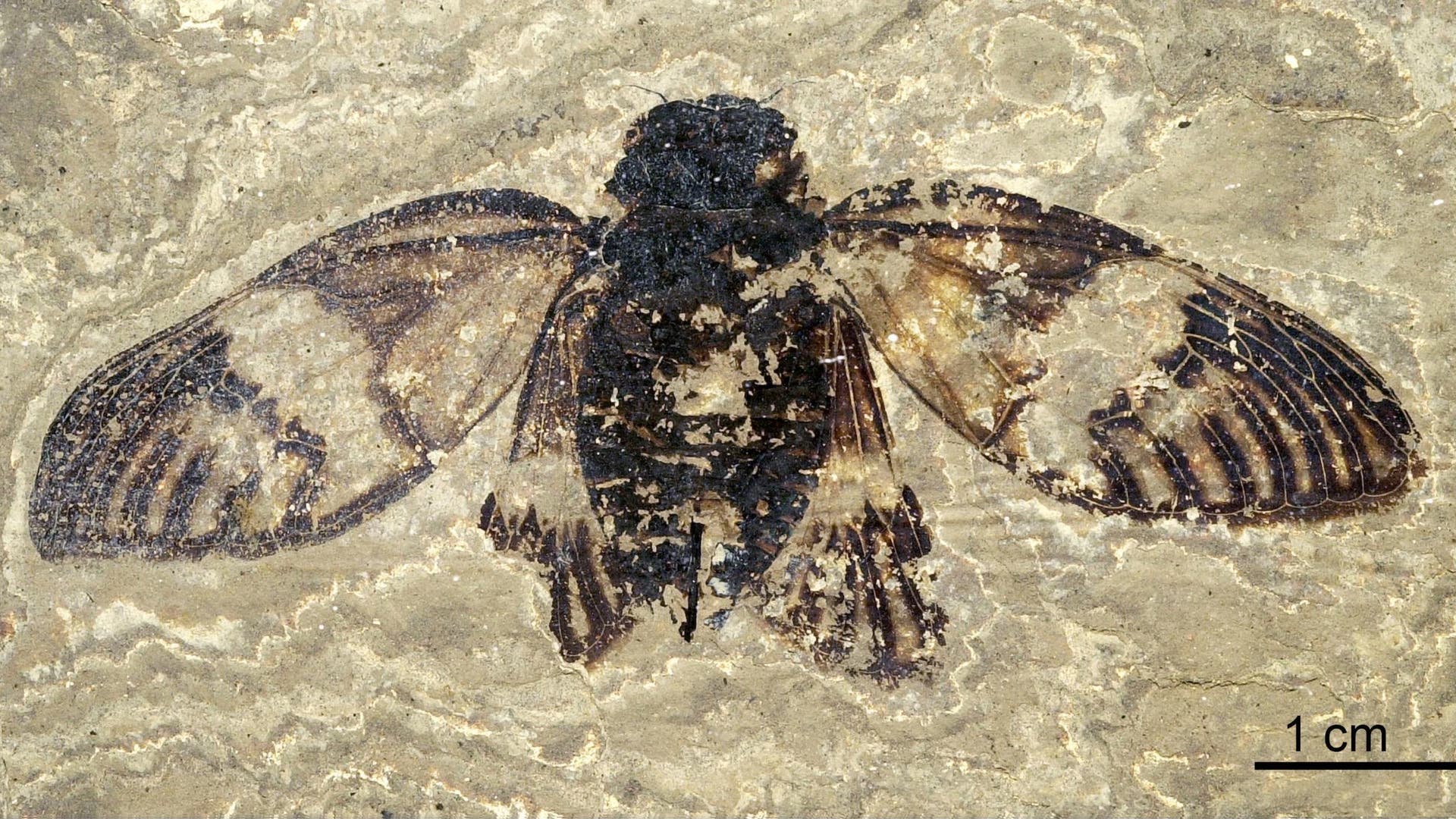 Fossil einer Zikade, eingebettet in helles Gestein. Die Flügel sind ausgebreitet und zeigen detaillierte Adern. Die dunklen Bereiche des Fossils heben sich deutlich vom umgebenden Material ab.