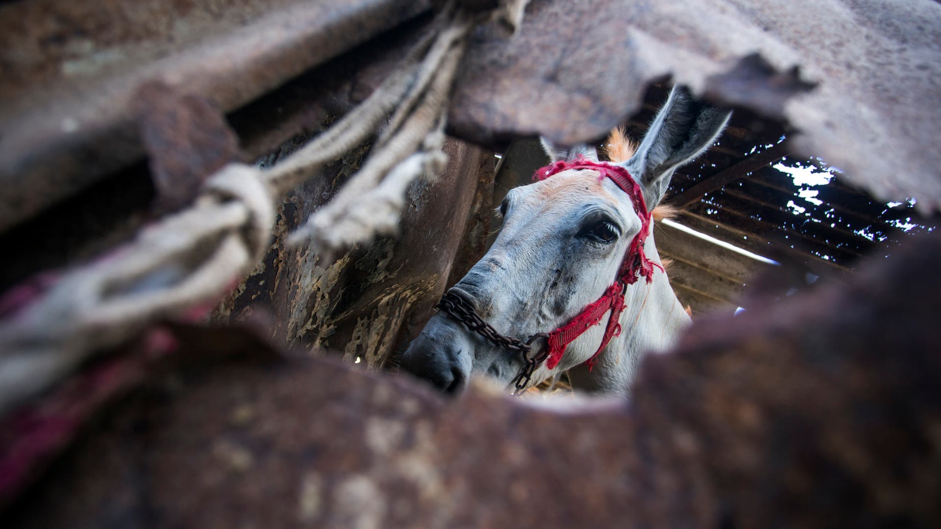 Milliardengesch-ft-mit-Eselsh-uten-Ein-Luxus-der-Millionen-Esel-t-tet