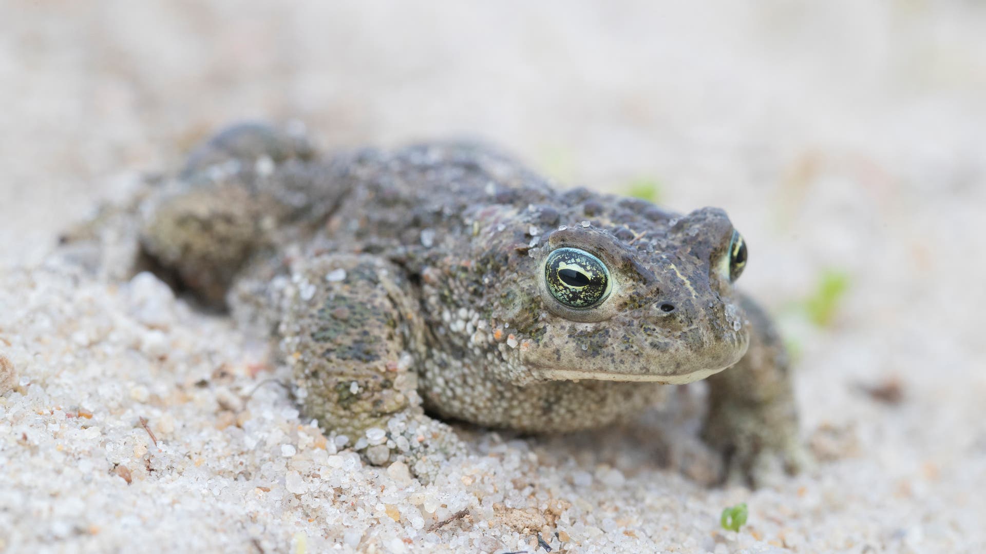 Eine männliche Kreuzkröte sitzt im Sand