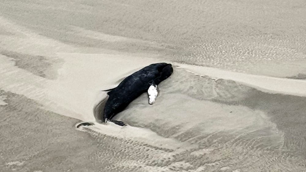 Ein gestrandeter Wal liegt auf einem sandigen Strand. Der Wal ist groß und dunkel, nur die rechte Fluke ist weiß. Die Umgebung ist weitläufig und leer, mit sichtbaren Sandmustern. Es gibt keine Menschen oder andere Tiere in der Nähe.