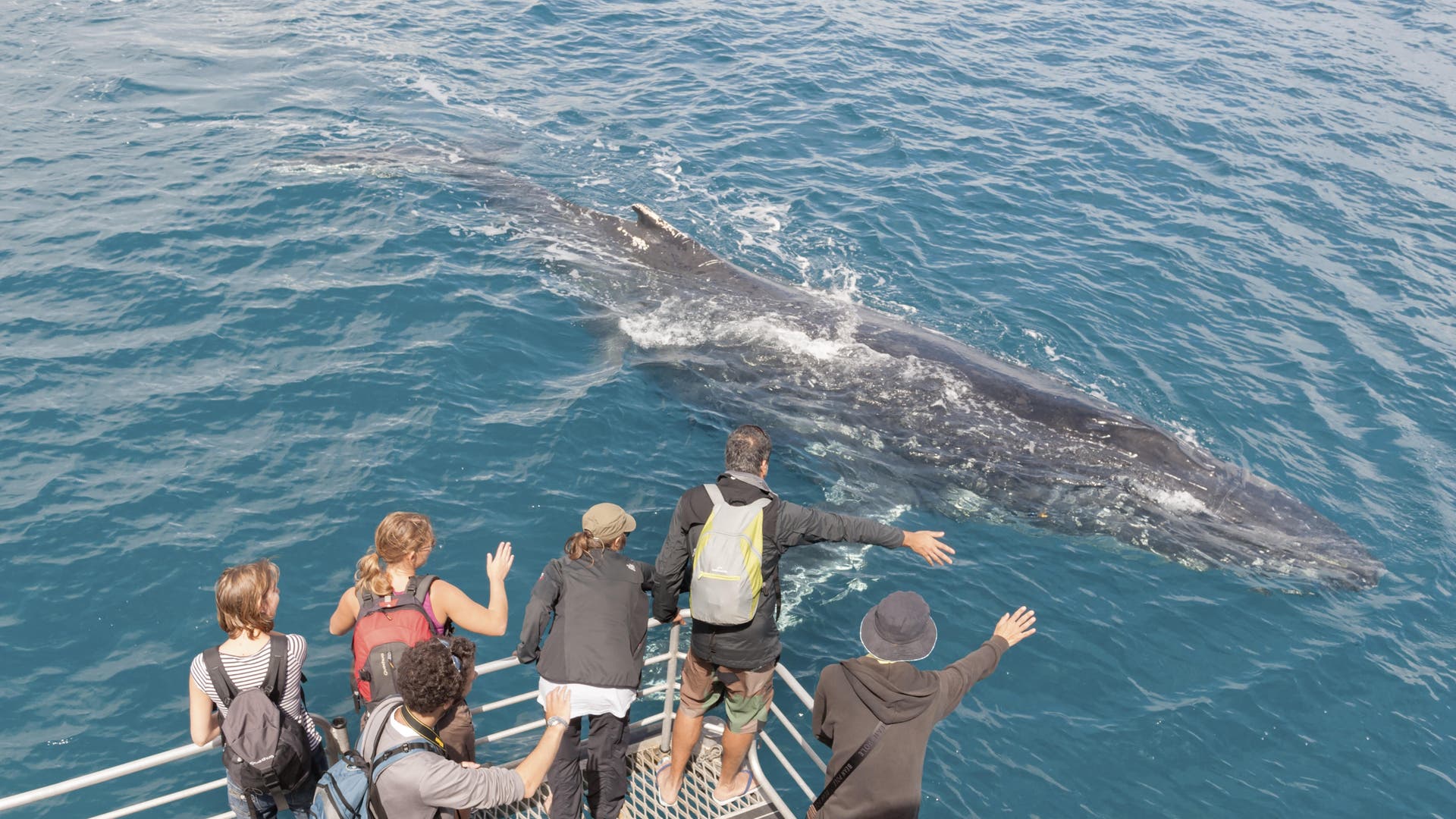 Um-hallo-zu-sagen-Warum-Wale-gigantische-Ringe-ins-Meer-blasen