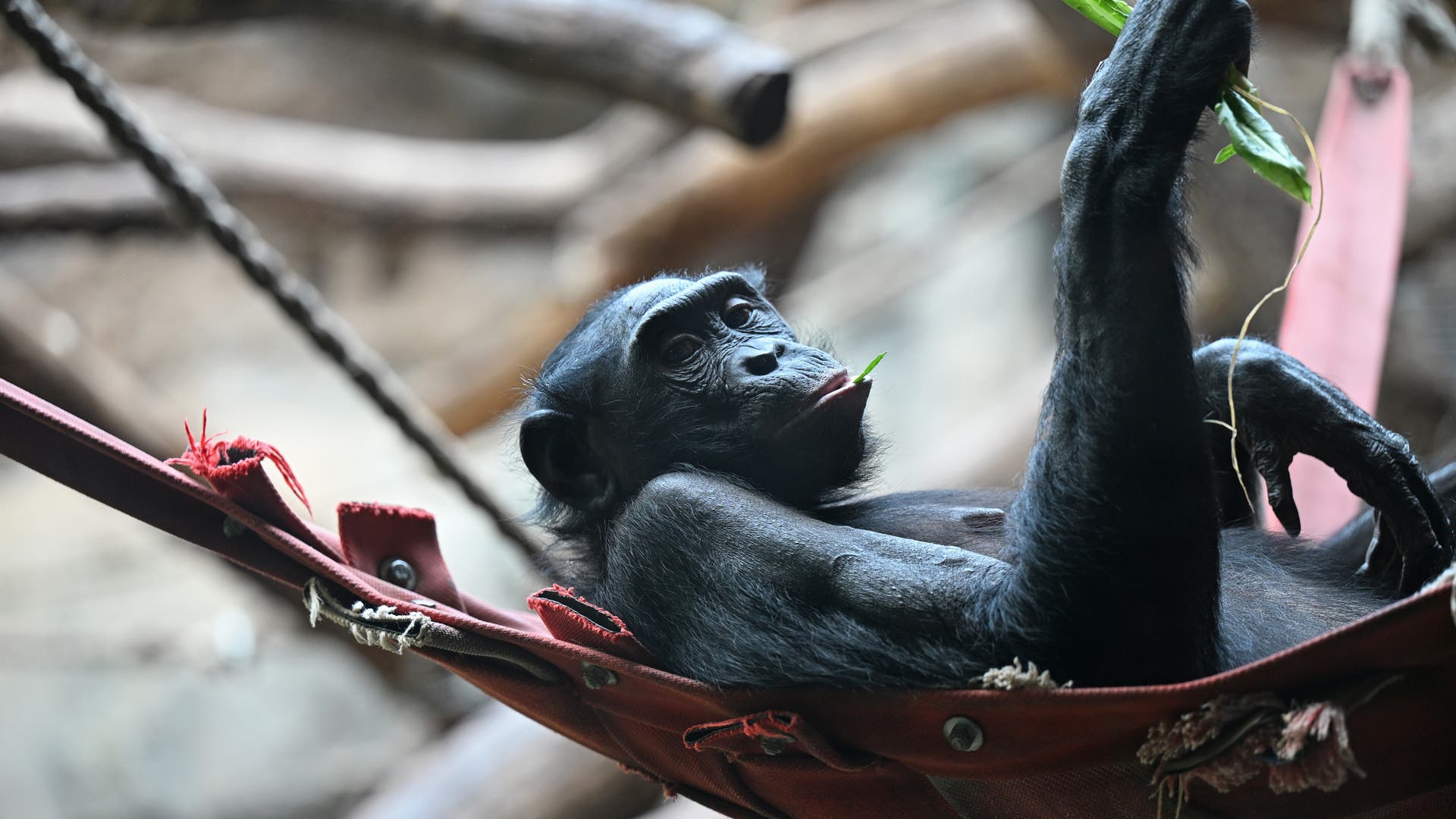 -So-tun-als-ob-im-Tierreich-Teeparty-mit-Bonobo