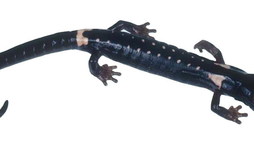 Mexiko-Salamander
