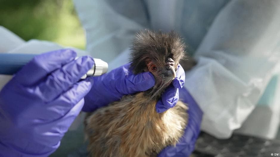 Zoonosen-Kommt-eine-neue-Pandemie-aus-dem-Hinterhof-