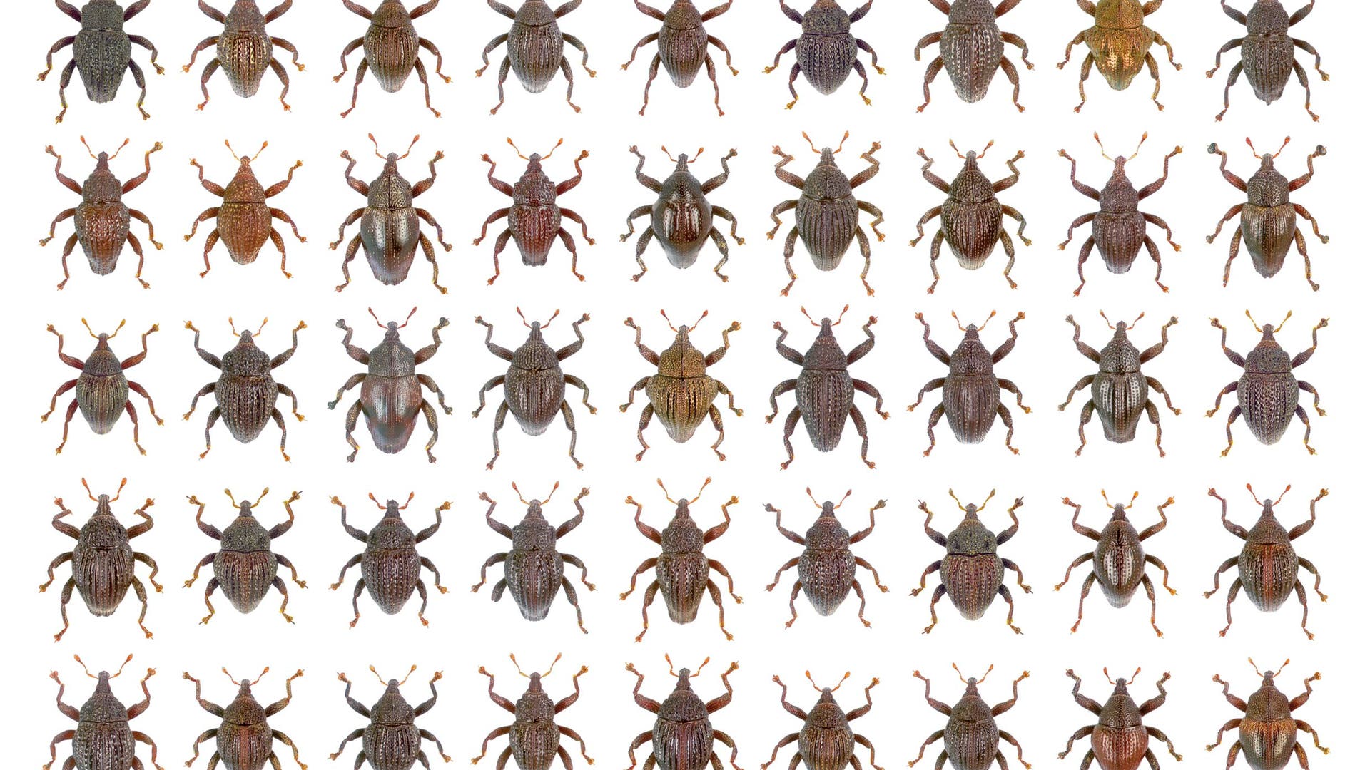 Keanekaragaman Hayati: Kumbang Bonanza dari Indonesia – Science Spectrum