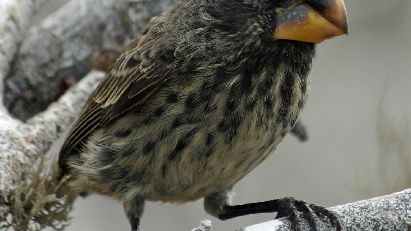 Genetik: Wie die Darwinfinken zu ihren unterschiedlichen Schnabelformen ...