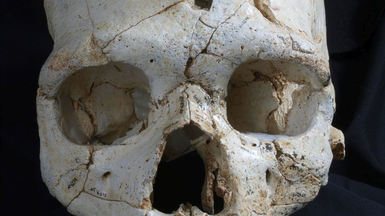 Самый древний череп человека. Археологические черепа. Череп археологической Находке.
