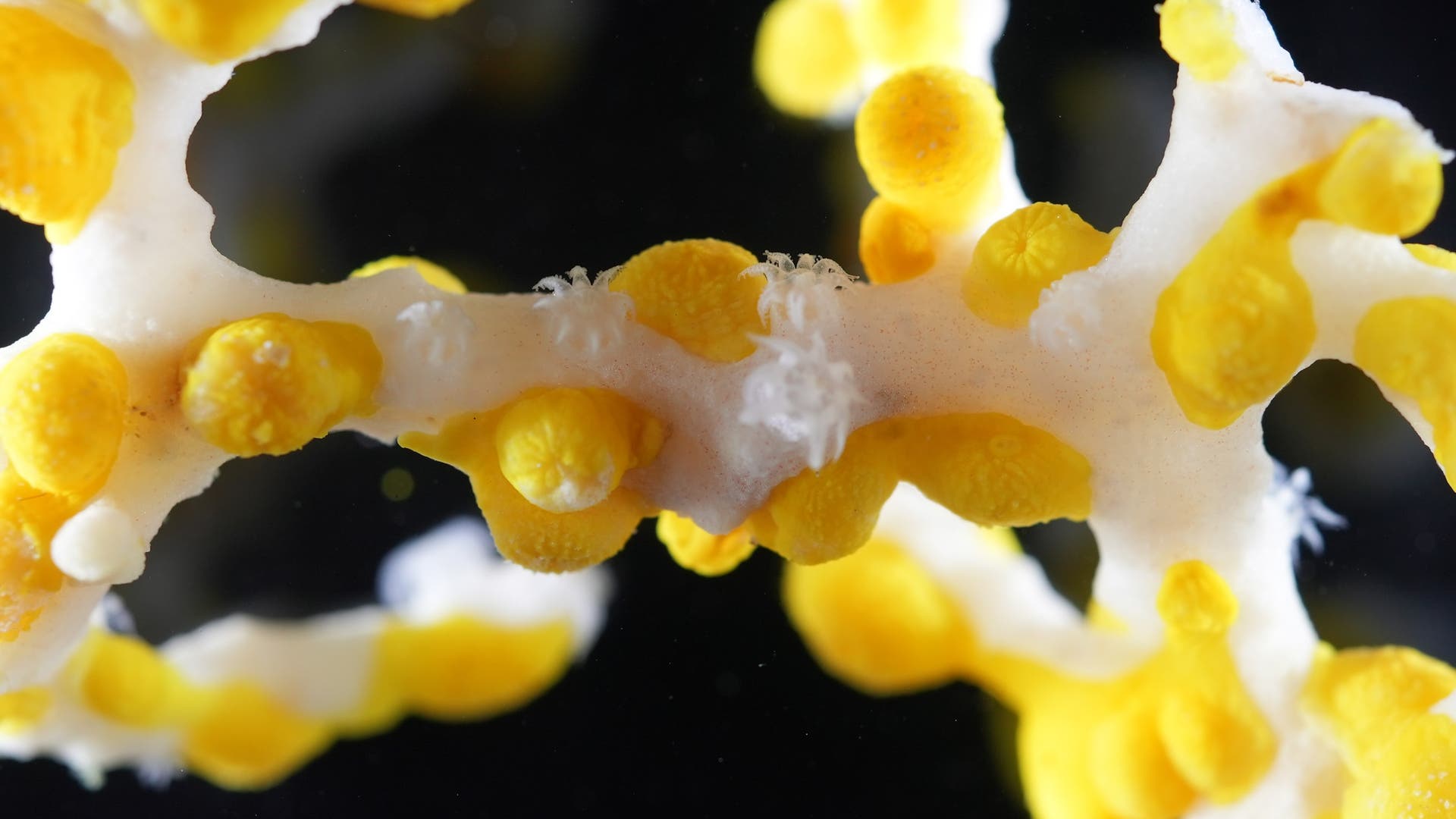 Nahaufnahme einer gelben Koralle mit verzweigten Strukturen und leuchtend gelben Polypen auf einem dunklen Hintergrund. Die Koralle zeigt eine komplexe, verzweigte Form mit einer Mischung aus glatten und strukturierten Oberflächen. Die gelben Polypen sind gleichmäßig verteilt und heben sich deutlich vom weißen Skelett ab.