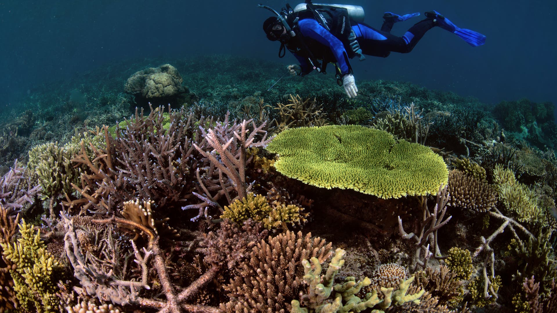 Konservasi Alam: Terumbu karang dapat berhasil ditanam kembali