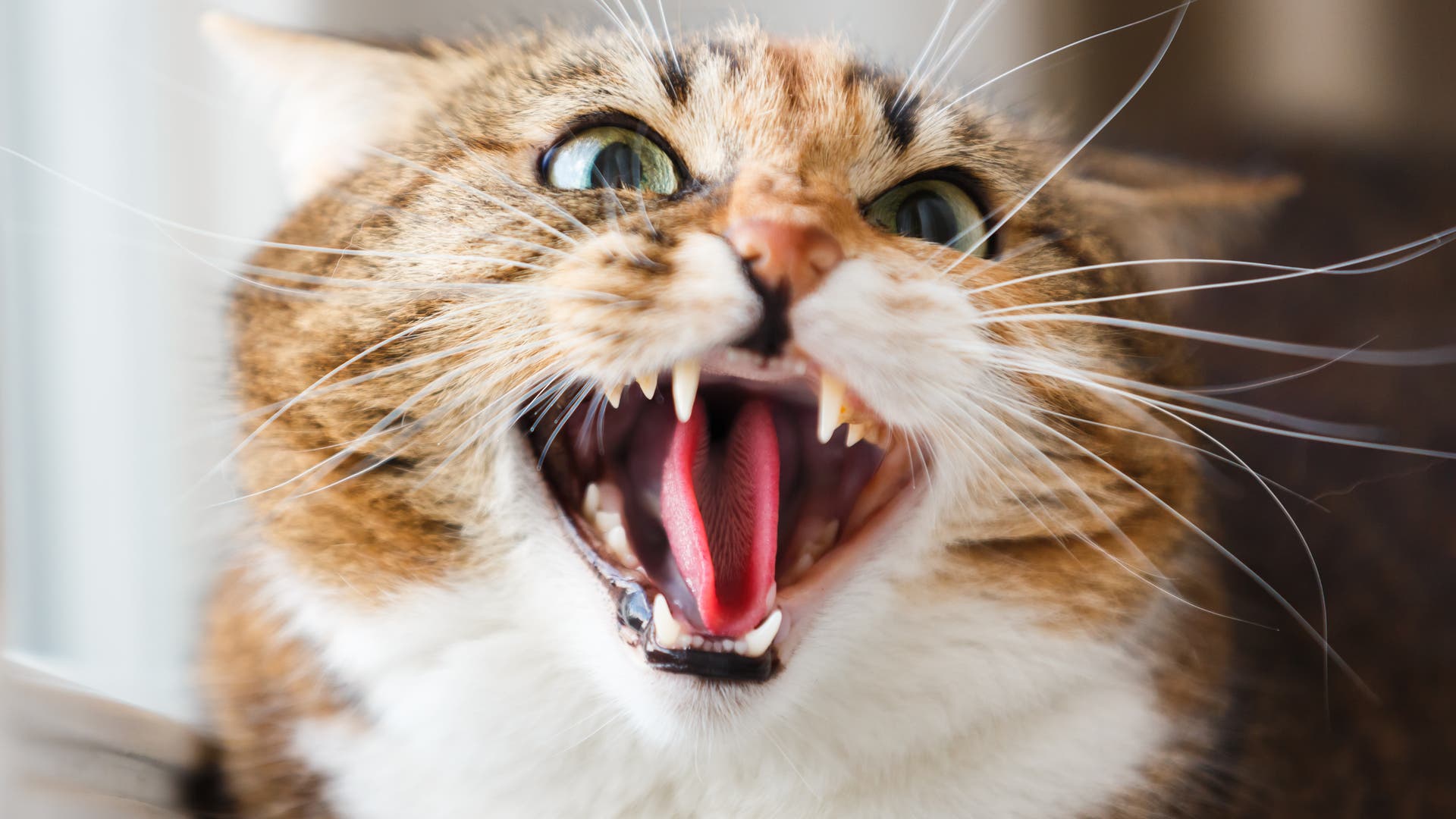 Tiere-verstehen-Was-will-die-Katze-uns-sagen-