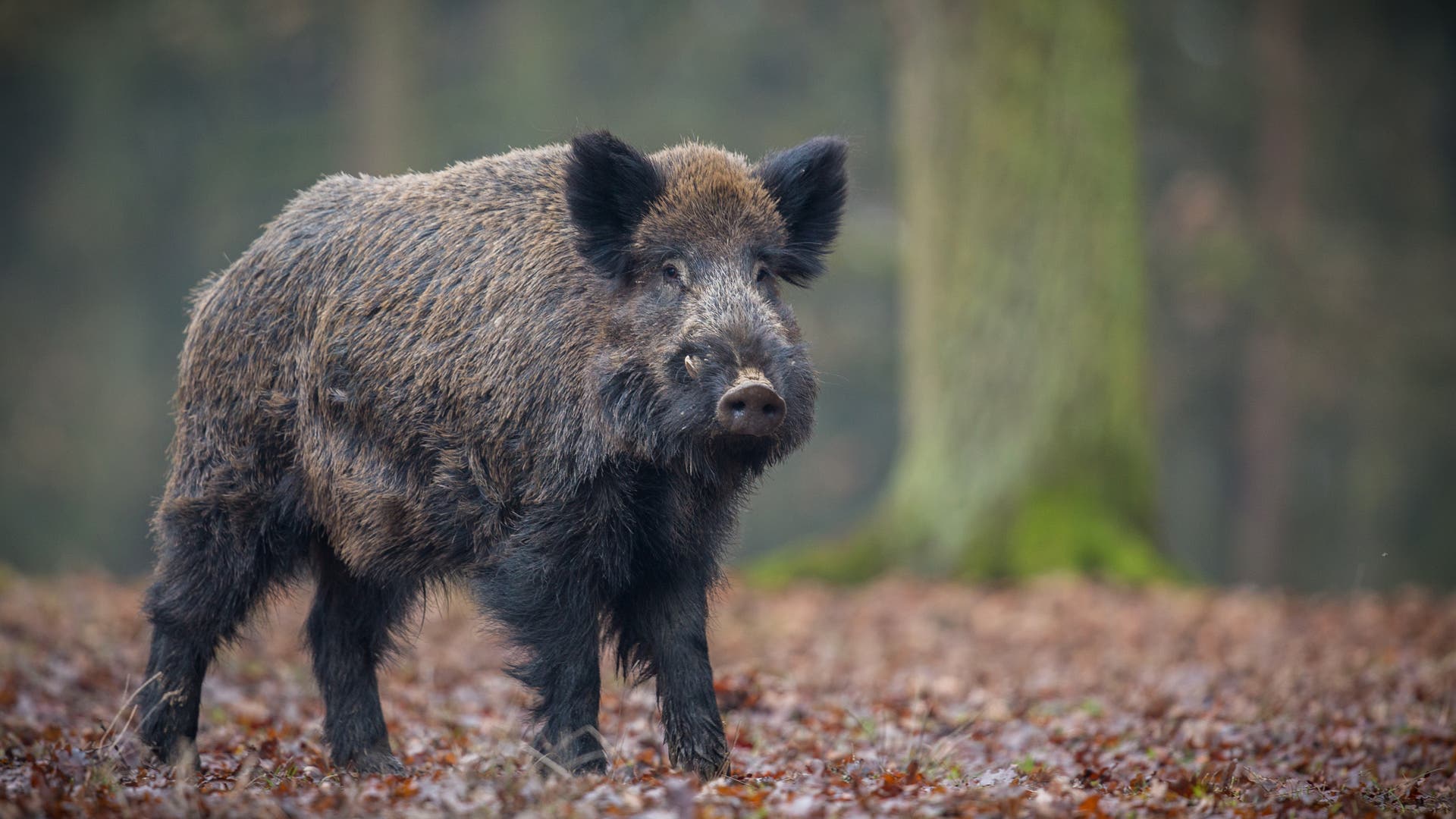 Unwahrscheinlich-t-dlich-Tod-durch-Wildschwein