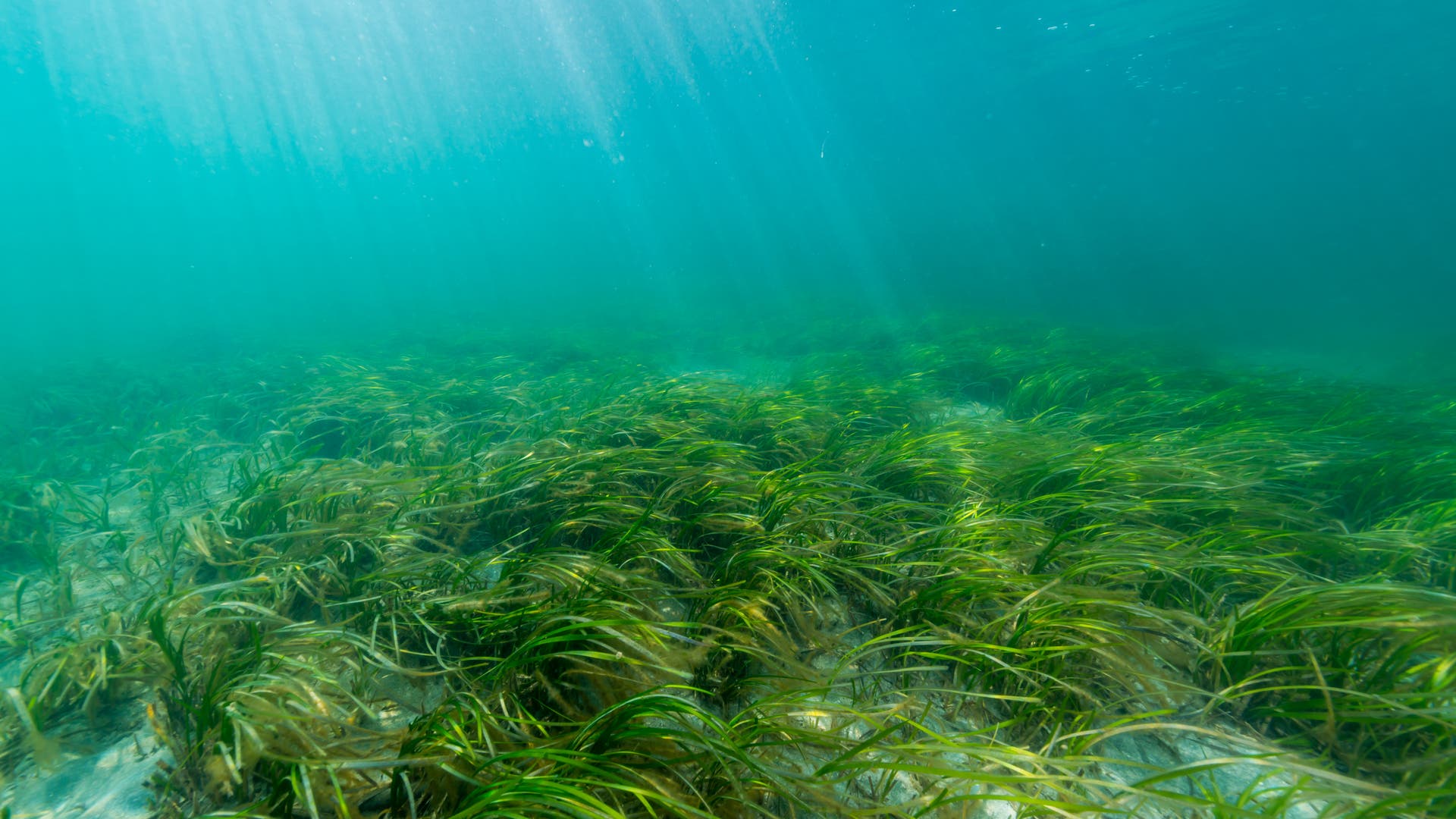 Seegraswiesen-Aufforstung-im-Meer
