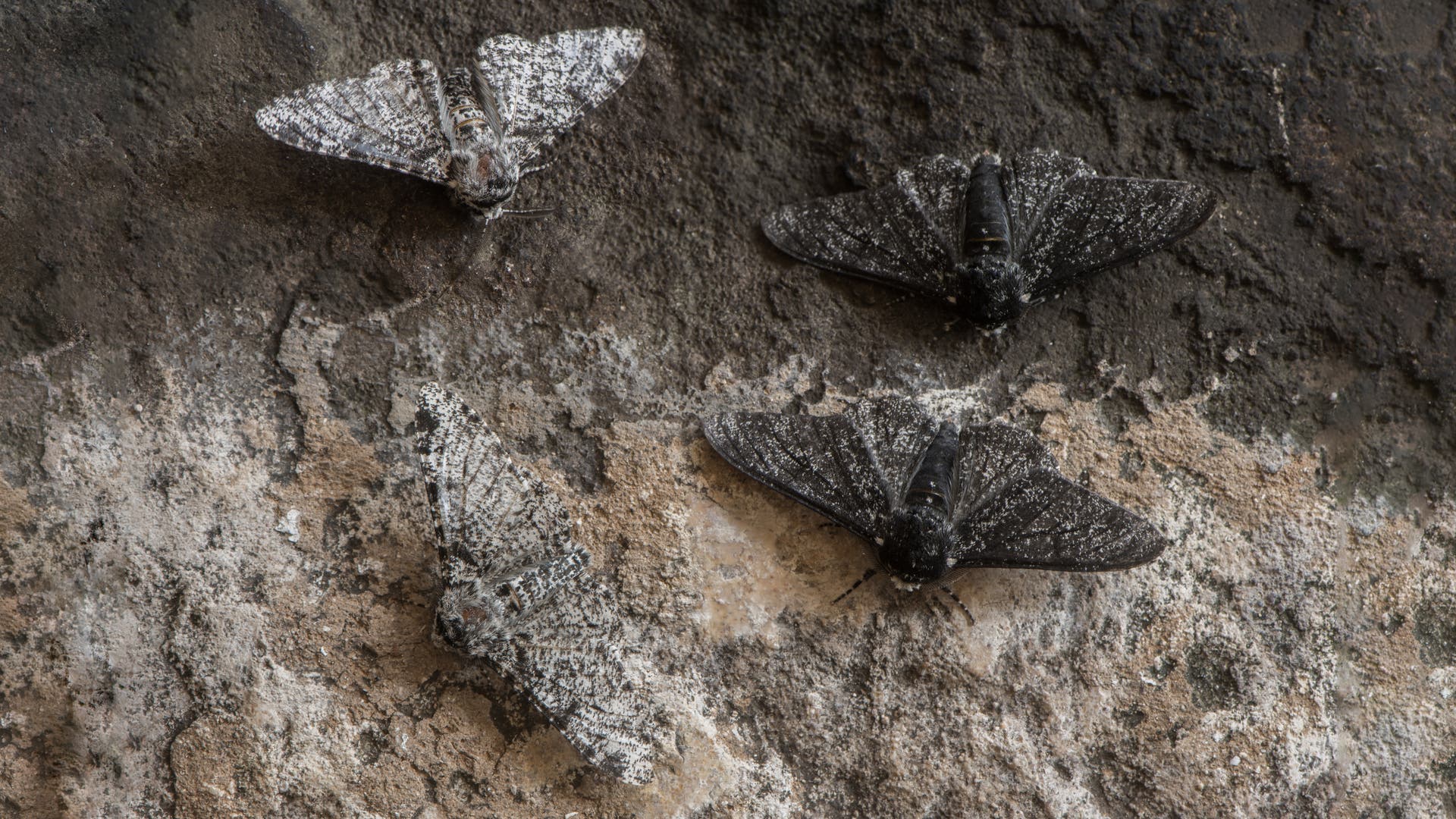 Vier Birkenspanner mit unterschiedlichen Flügelmustern ruhen auf einer rauen Birkenrinde. Zwei Falter haben helle, gesprenkelte Flügel, die sich gut in den Hintergrund einfügen, während die anderen beiden dunklere Flügel haben. Die Szene zeigt die natürliche Tarnung der Birkenspanner in ihrer Umgebung.