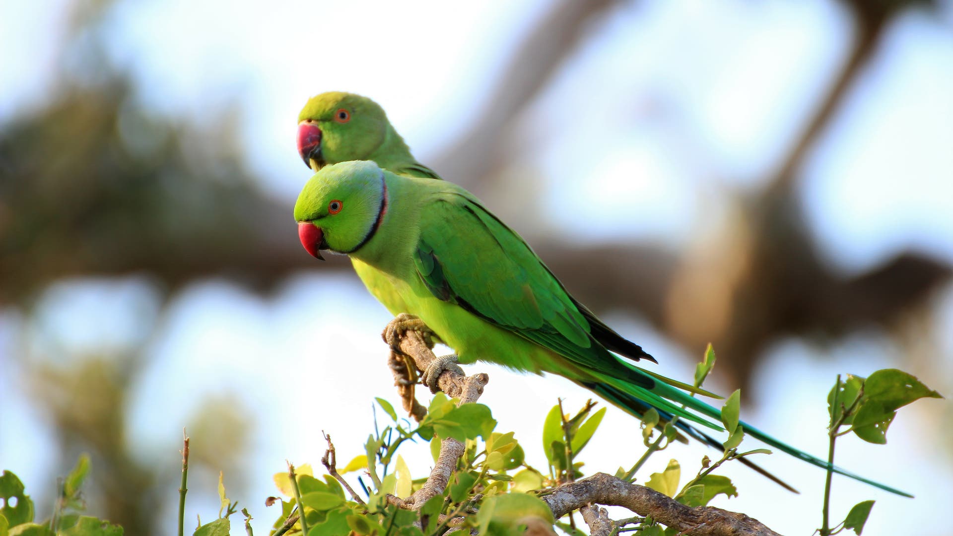 Ornithologie-Papageien-in-Deutschland