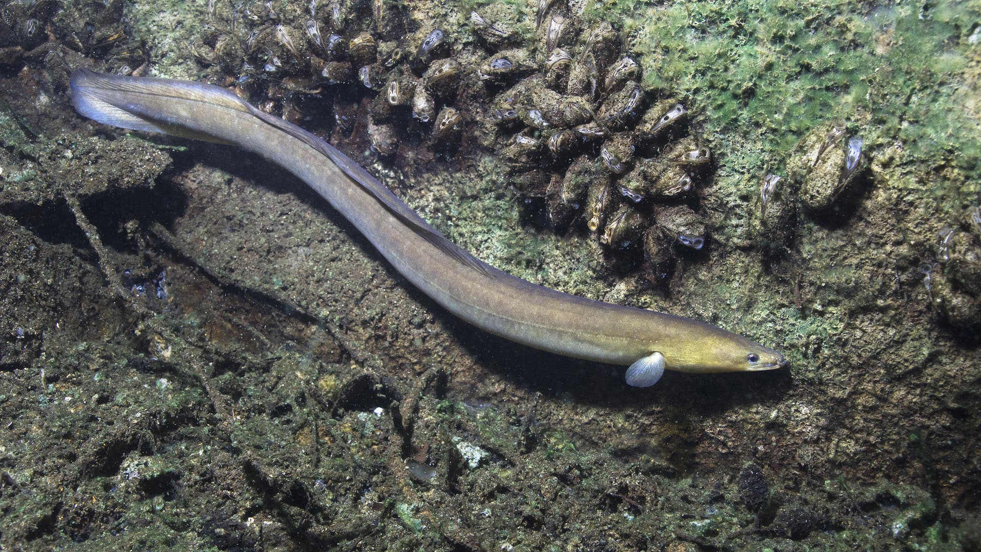 Illegaler-Fischfang-Das-lukrative-Schmuggelgesch-ft-mit-dem-Aal