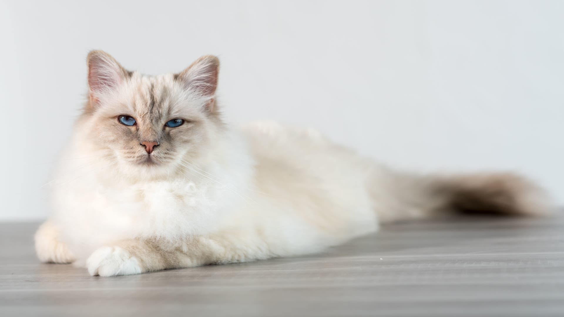 Hilfsbereitschaft-Katzen-helfen-nur-dann-wenn-es-ihnen-n-tzt
