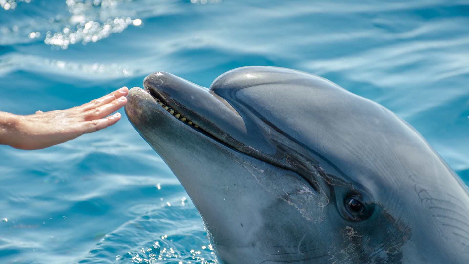 Unwahrscheinlich-t-dlich-Tod-durch-Delfin
