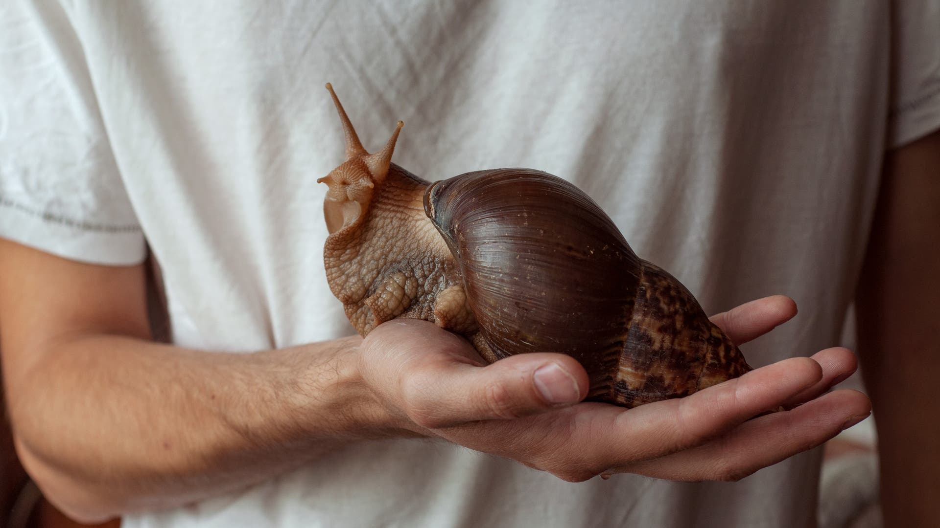 Unwahrscheinlich-t-dlich-Tod-durch-Schnecke