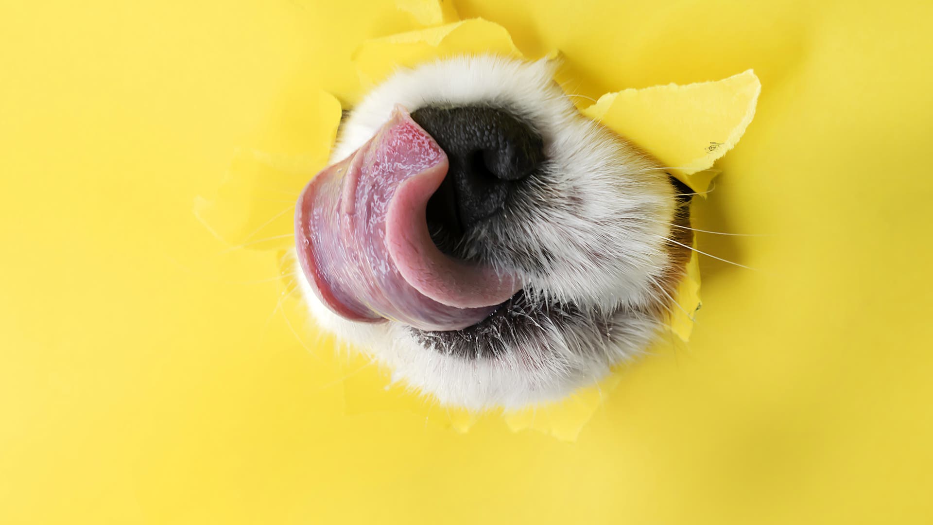 Unwahrscheinlich-t-dlich-Tod-durch-Hundebussi