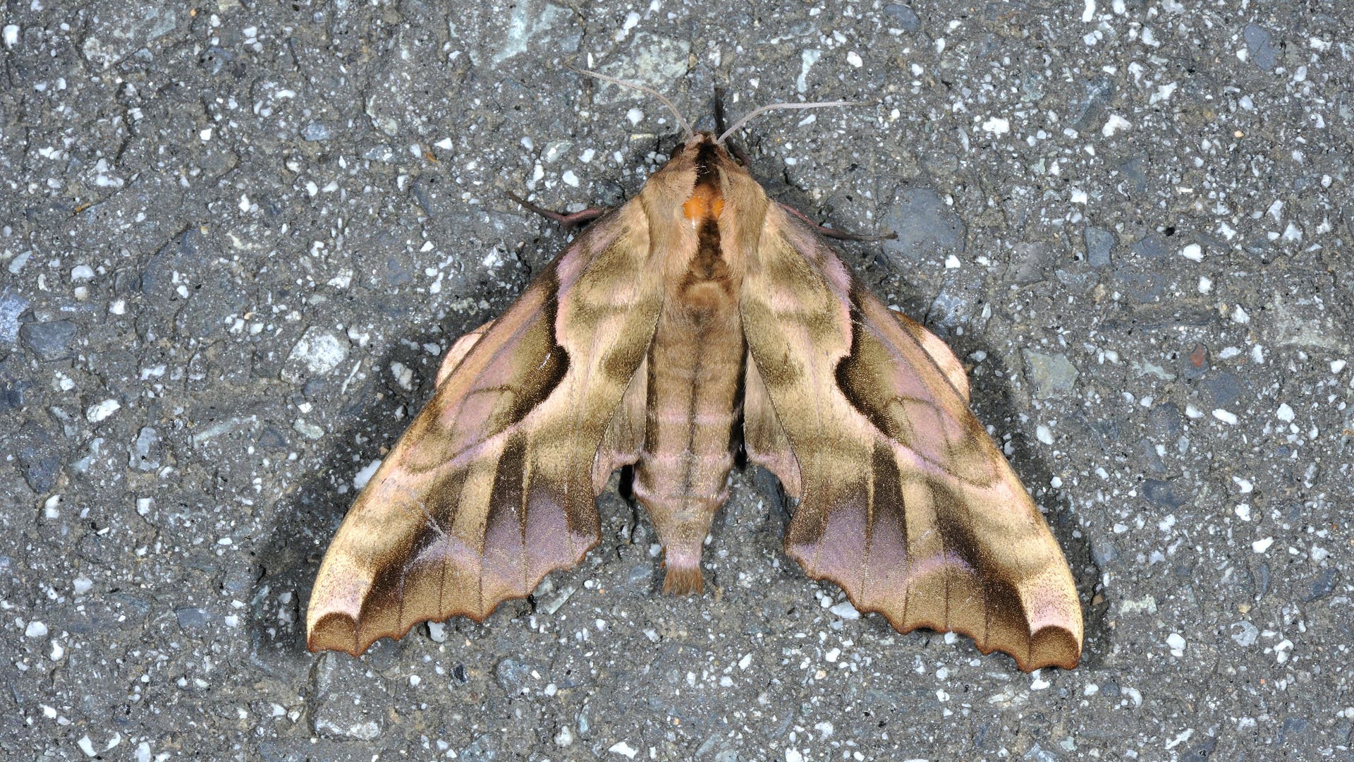 Tierger-usche-Wenn-Schmetterlinge-wie-Schlangen-zischen