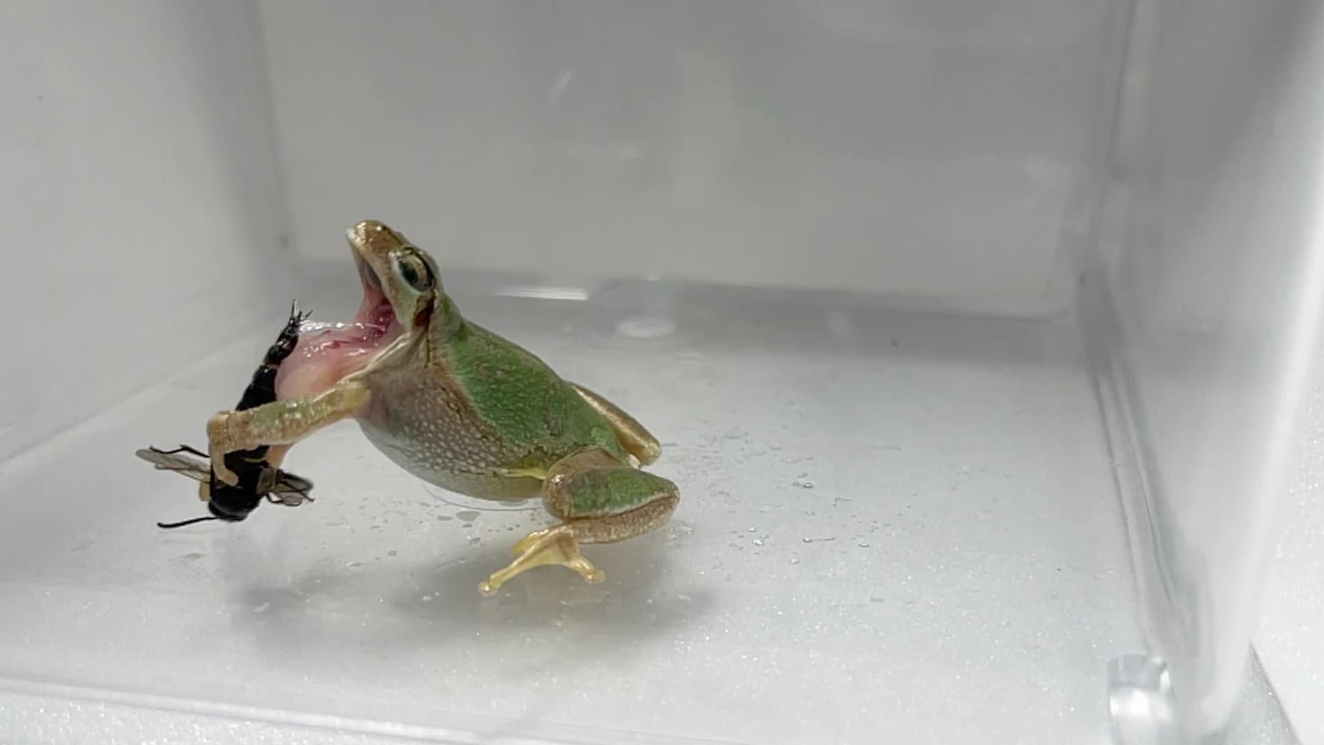 Ein Laubfrosch spuckt eine männliche Wespe aus, nachdem sie ihn gestochen hat.
