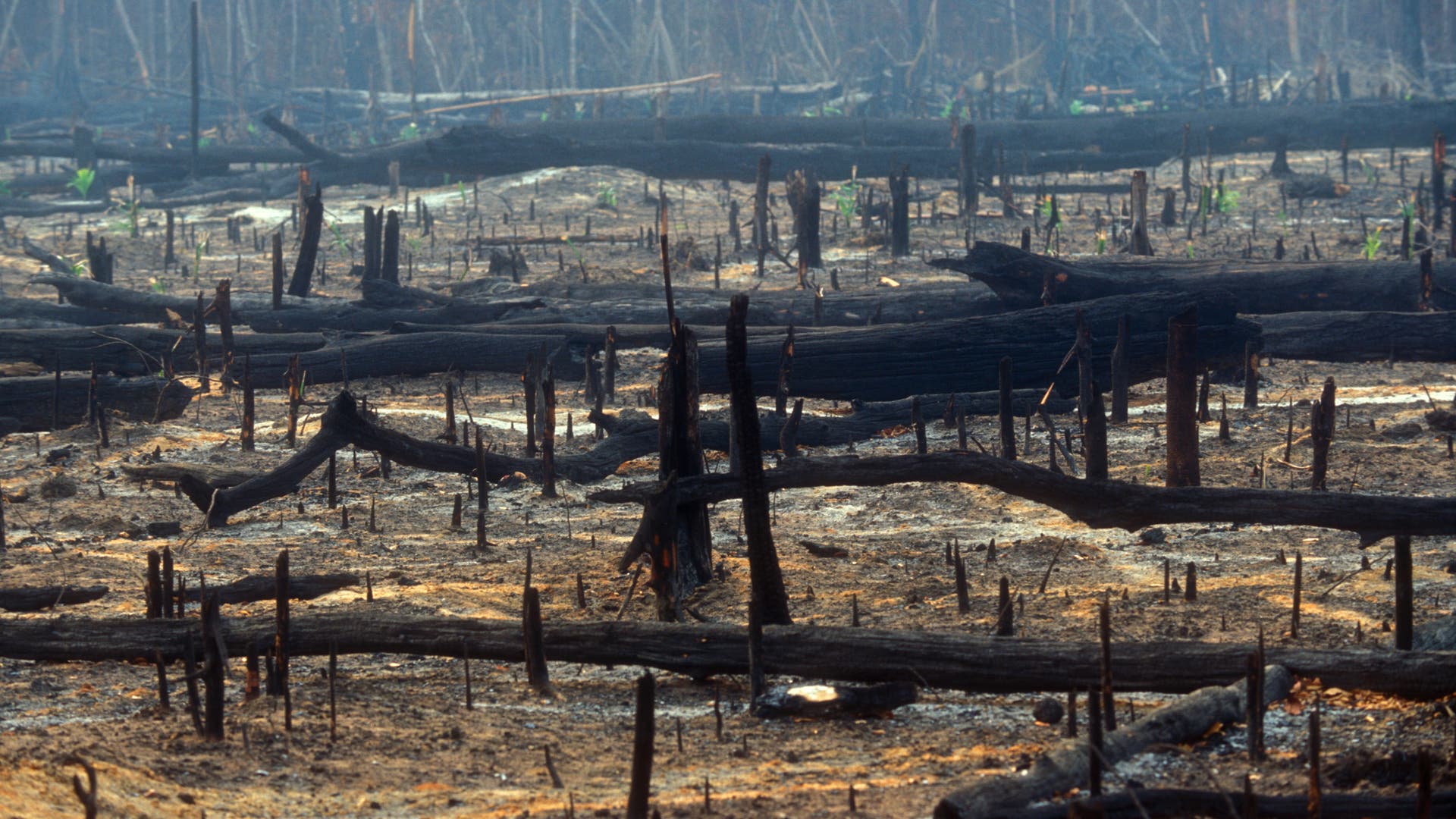 Naturschutz Das würde die Rettung Amazoniens kosten Spektrum der