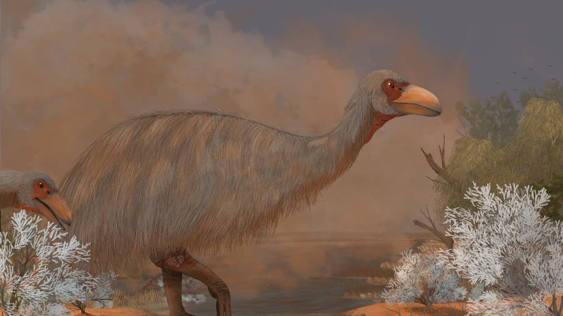 Paläontologie: Morsche Knochen plagten den Donnervogel - Spektrum der ...