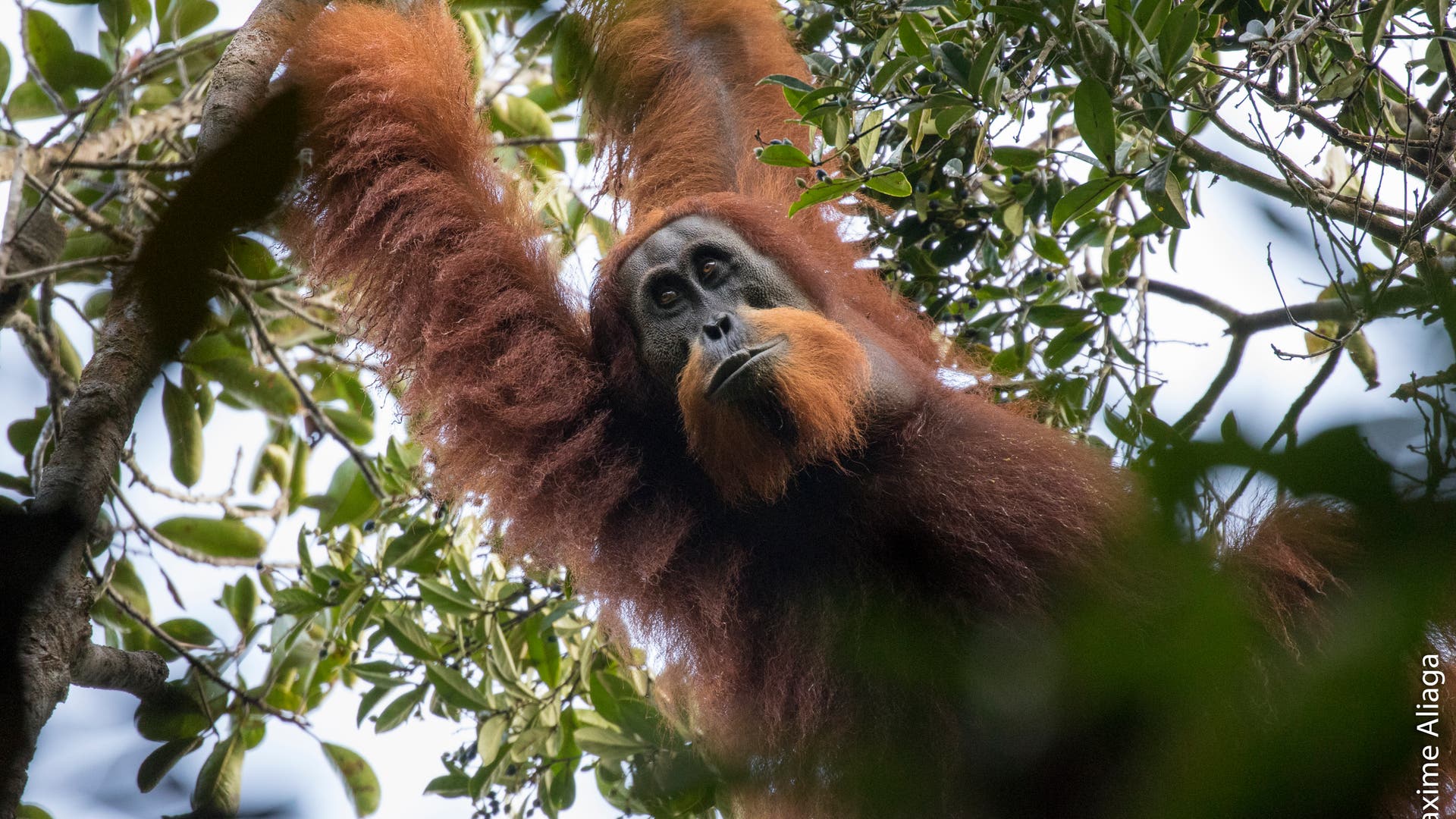 Ein Orang-Utan hängt an den Ästen eines Baums, umgeben von dichtem Laub. Das Tier hat dichtes, rötliches Fell und schaut aufmerksam nach unten. Die Szene spielt sich in einem natürlichen Waldumfeld ab.