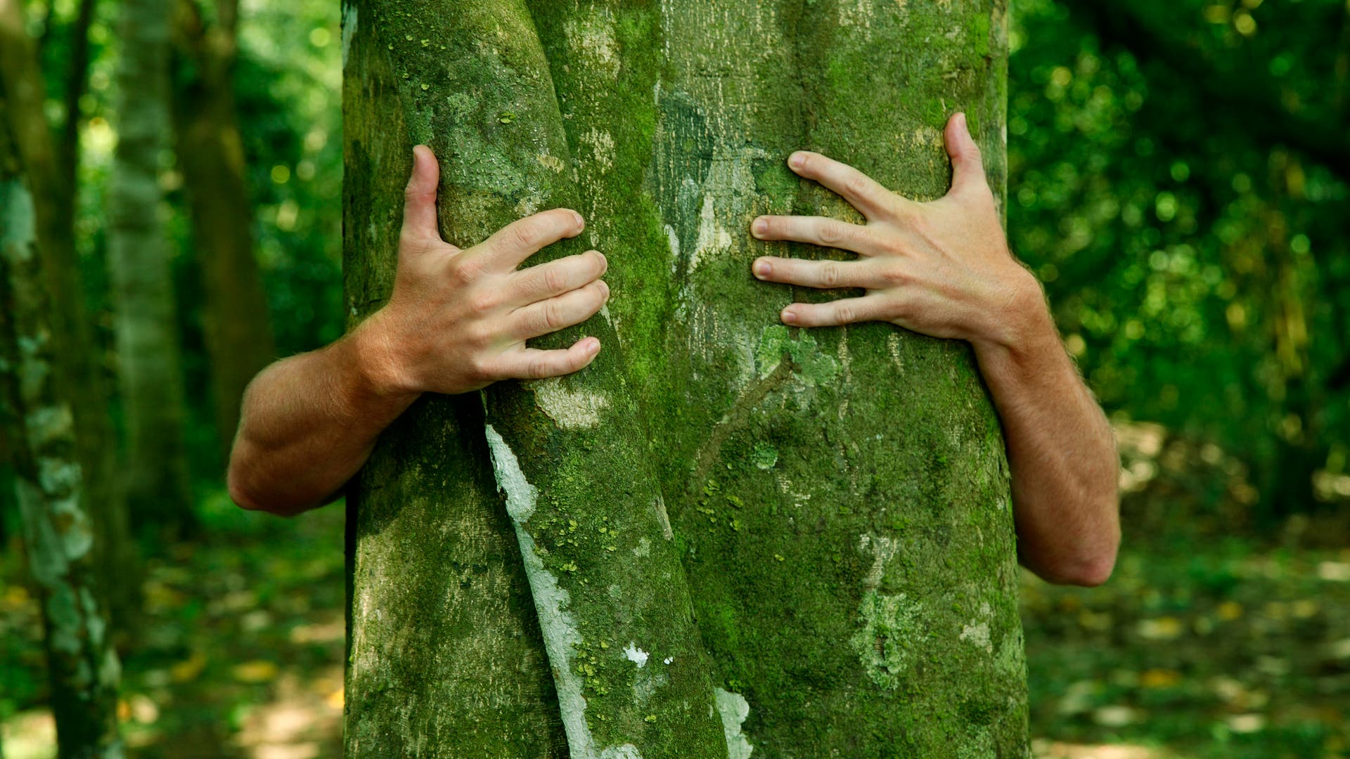 Соответствие дерева человек. Обнимает дерево. Руки мужские обнимают дерево. Люди которые обнимают деревья.